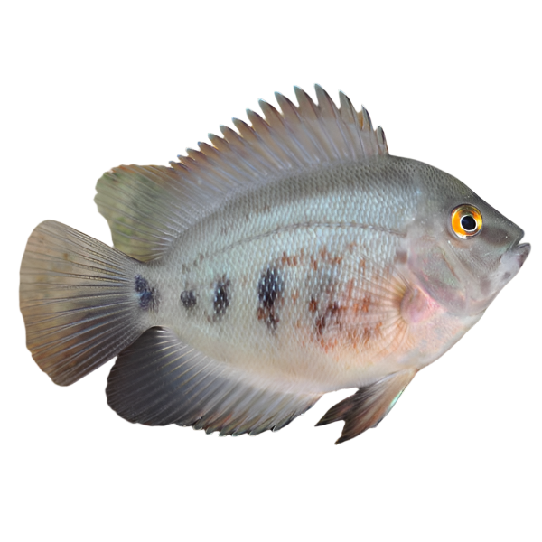 Uaru Cichlid Juvenile fish, pet essentials warehouse, pet city
