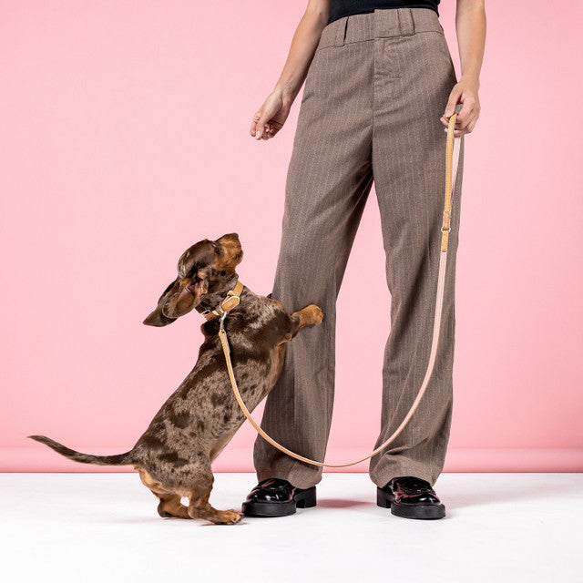 dachshund dog wearing EzyDog Oxford Leather Dog Leash Blush, Pet Essentials Warehouse
