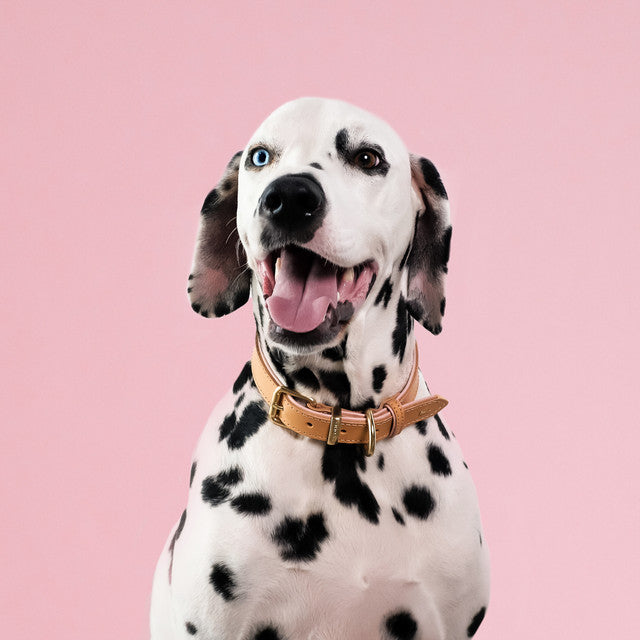 dalmatian dog wearing EzyDog Oxford Leather Dog Collar Blush, Pet Essentials Warehouse