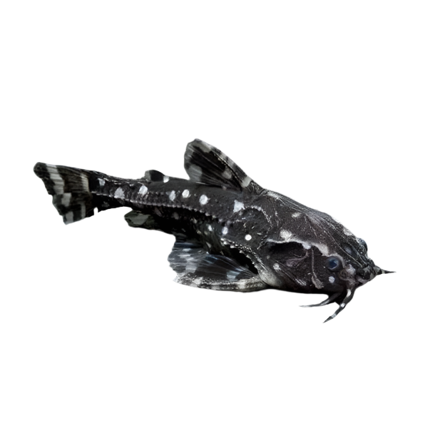 White Spot Talking Catfish Agamyxis Pectinifrons, Pet Essentials Warehouse