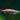 White Cloud Mountain Minnow, Minnows,  Live Aquatic Tropical Fish,  Pet Essentials Warehouse.