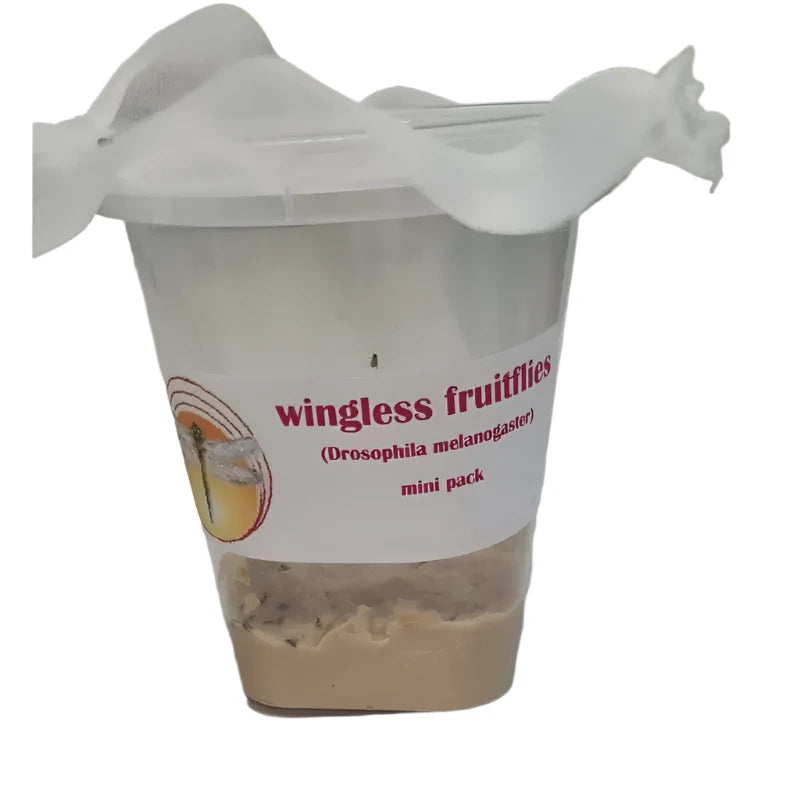 Wingless Fruit Flies Live Food - Live Worms Fish Food - Live Reptile Food