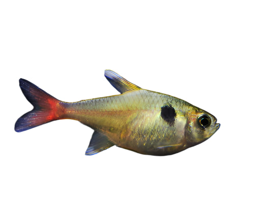 Yellow Phantom Tetra, Pet Essentials Warehouse, Pet Essentials Porirua