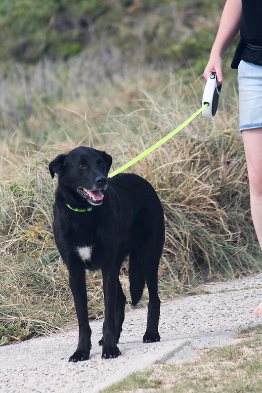 black lab on a beach with Huskimo Dog Retractable Lead