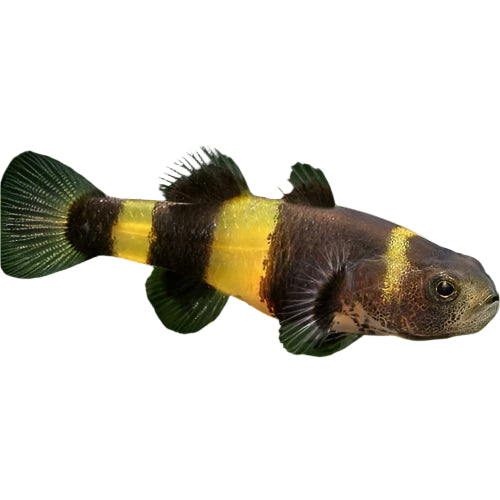 Bumble Bee Goby, Pet Essentials Warehouse