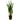 Crypt Balansae Aquatic Plant, Live Plants,  Live Aquatic Plants,  Pet Essentials Warehouse.