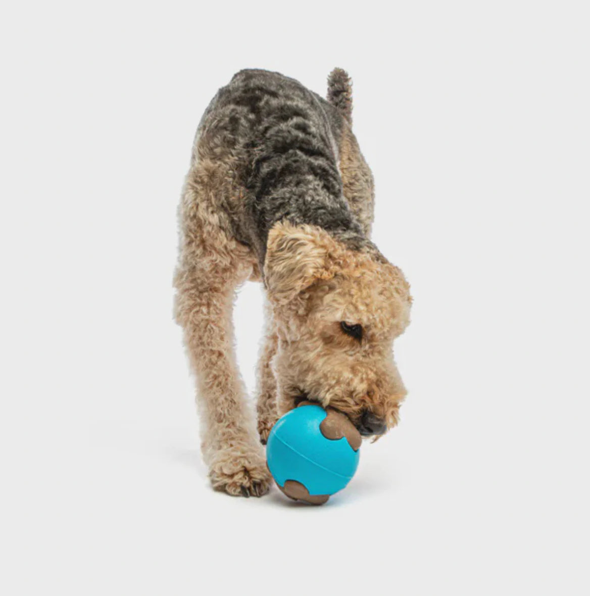 dog playing with Guru Busy Ball Dog Toy, enrichment toys for dogs, Pet Essentials Warehouse