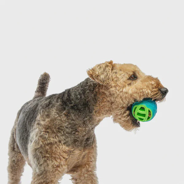 dog playing with Guru Pocket Ball Dog Toy, balls for dogs, fill with treats, Pet Essentials Warehouse