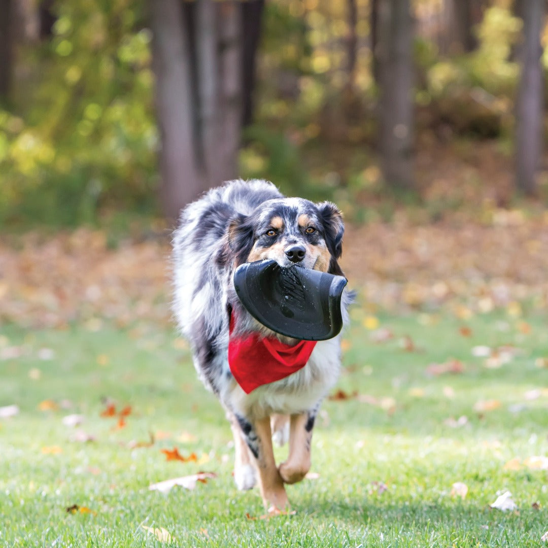 dog running in park with Kong Flyer Frisbee Extreme Dog Toy, Pet Essentials Warehouse