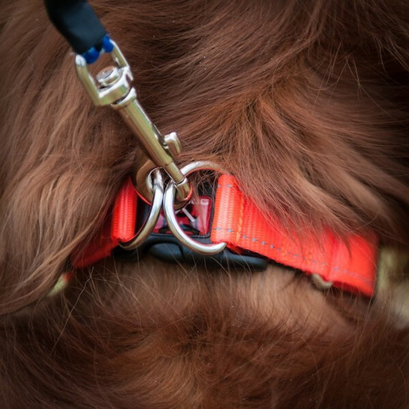 dog wearing a EzyDog Double Up Collar red, Black dog collar, pet essentials warehouse