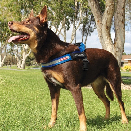 EzyDog Express Harness on dog, Pet Essentials Warehouse
