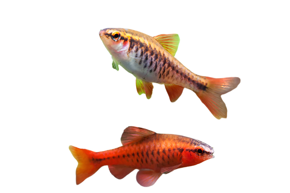 Cherry Barb, Male & Female cherry barbs, pet essentials warehouse