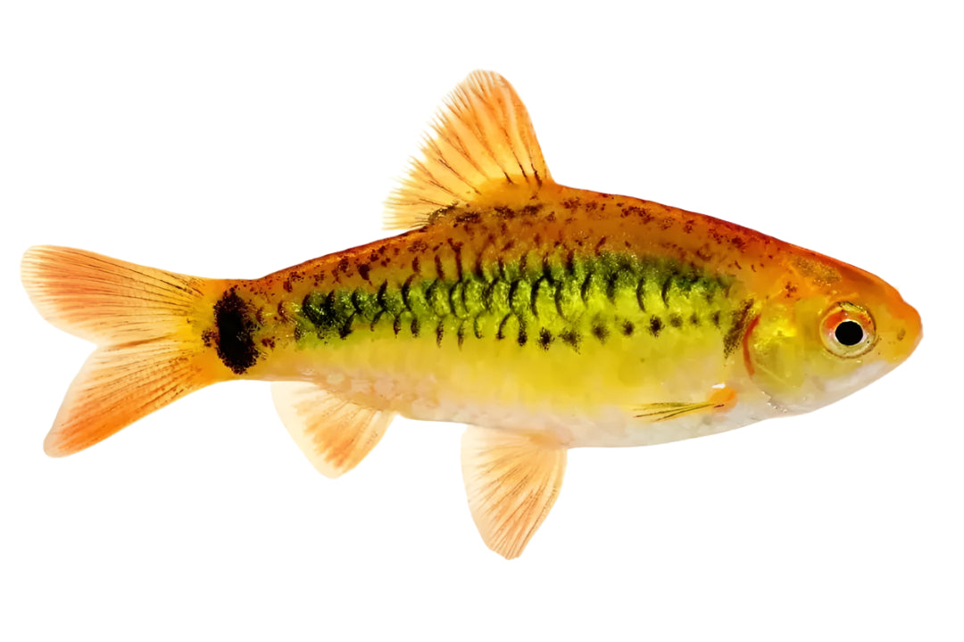 Neon Golden Barb Fish, pet essentials warehouse