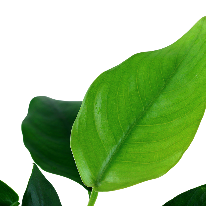 Tropical Anubias Nana close up leaf, Pet Essentials Warehouse