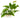 Tropical Anubias Nana, Live Plants,  Live Aquatic Plants,  Pet Essentials Warehouse.