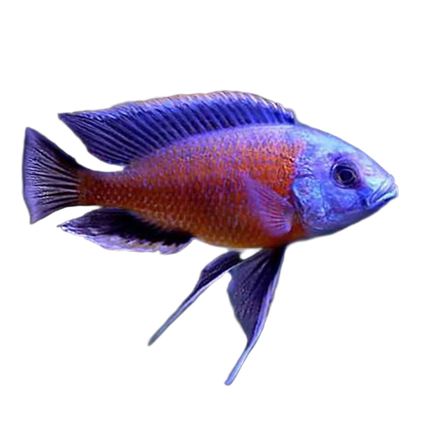 Kadango Hap Cichlid, Pet Essentials Warehouse, Pet City