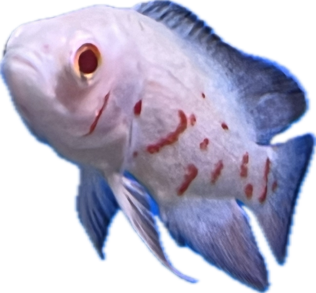 Oscar live fish, Live fish for sales, Pet Essentials Warehouse