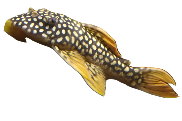 Goldie Sunshine  Pleco L14, Pleco For Sale, Pet Essentials Warehouse