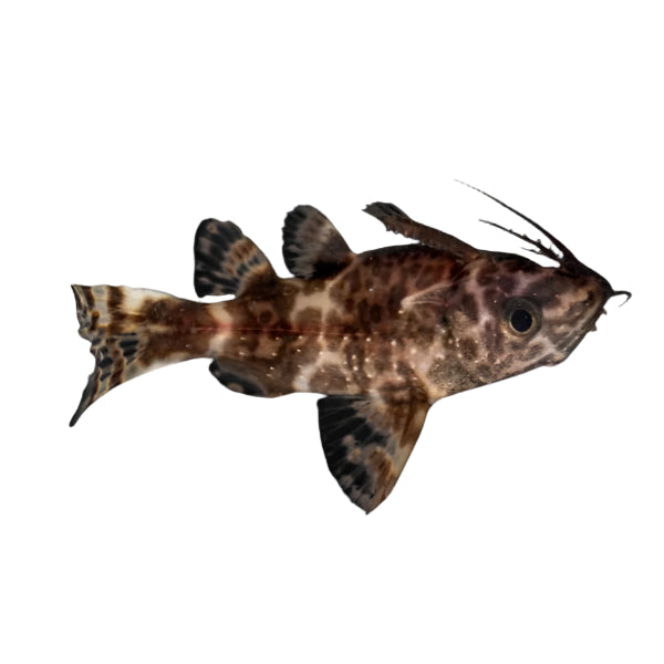 Upside Down Catfish