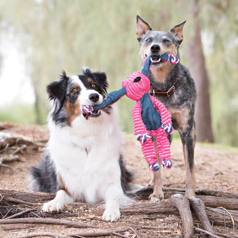 boarder collie playing with Kong Floppy Knots Bunny Dog Toy, australian kelpi dog playing a Kong Floppy Knots Bunny Dog Toy, pet essentials warehouse, pet city 