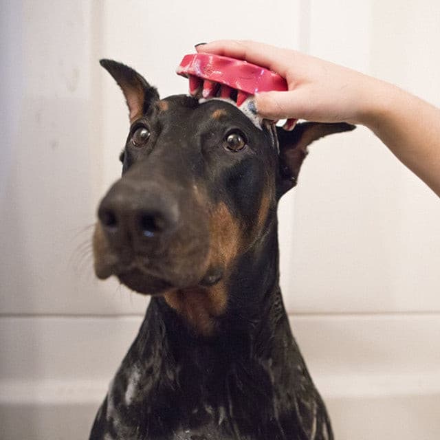 KONG Zoom Groom on a doberman, pet essentials warehouse, 