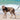 Huskimo Specialist Multi Lead, Huskimo,  Dog Leads,  Pet Essentials Warehouse.