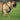 Huskimo Ultimate Harness Dark Sky, Huskimo,  Dog Harnesses,  Pet Essentials Warehouse.