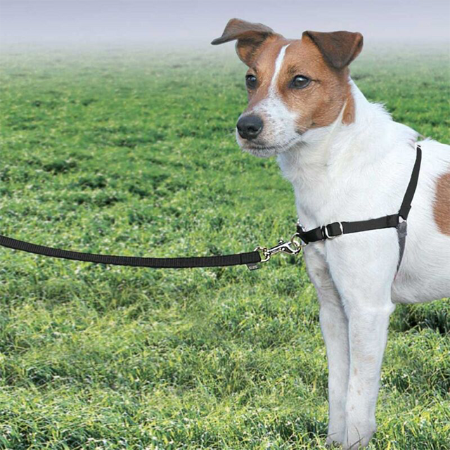Beau Pets Gentle Leader Easy Walk Harness on a small foxy, pet essentials warehouse