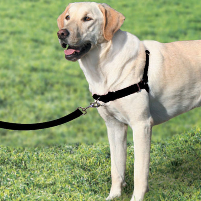 Beau Pets Gentle Leader Easy Walk Harness on a golden lab dog, pet essentials warehouse