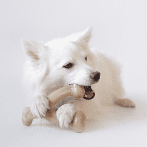 Benebone Wishbone Bacon Dog Toy, Pet Essentials Napier, Animates Benebone bacon flavour, white dog chewing benebone bacon flavour toy