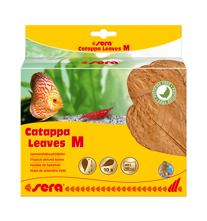 Sera Catappa Leaves Medium, Medium indian almond leaves, Pet Essentials Warehouse