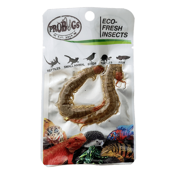 Pro Bugs Centipedes, centipedes NZ, Pet Essentials Napier, Pets Warehouse