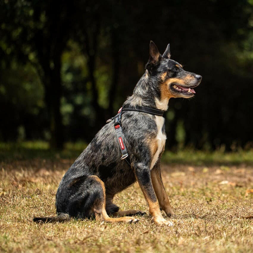 Ezydog Cross Check Harness Black, No Pull Dog Training Harness, Pet Essentials Napier, dog wearing crosscheck harness in forest