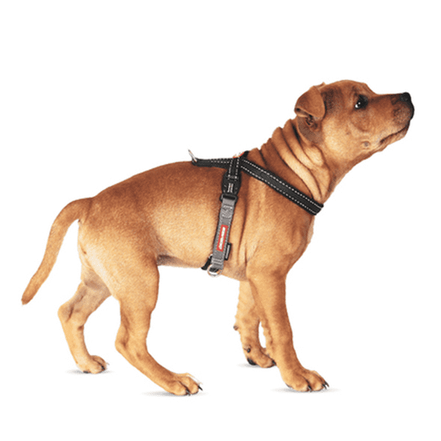Ezydog Cross Check Harness Black, No Pull Dog Training Harness, Pet Essentials Napier, ezydog harness crosscheck on a staffy dog