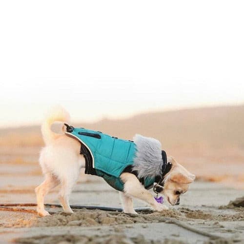 Coat Huskimo Everest Teal dog on the beach wearing huskimo dog coat