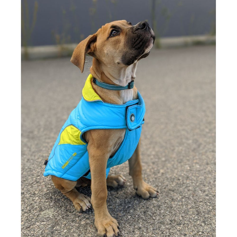 dog wearing a Huskimo Dog Coat Sherpa Bondi Blue, pet essentials warehouse