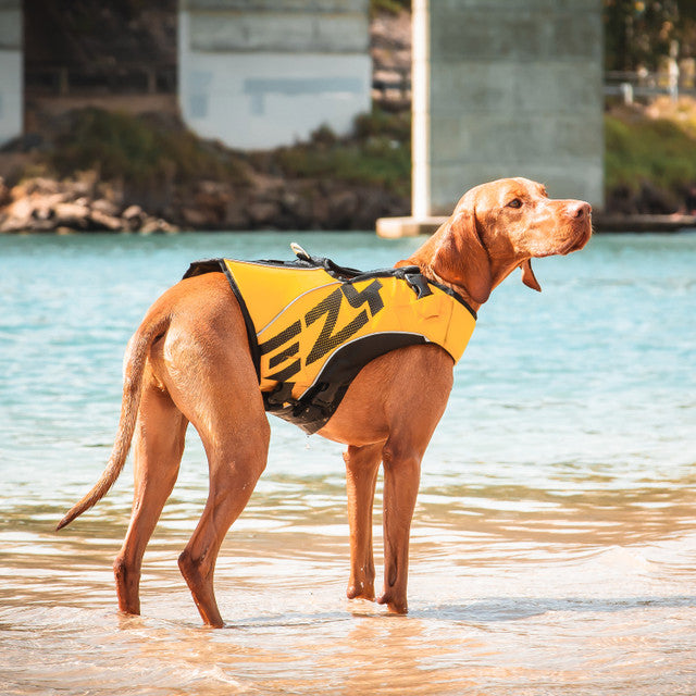 Ezydog Life Jacket DFD X2 Boost yellow, greyhound wearing a lifejacket on the beach