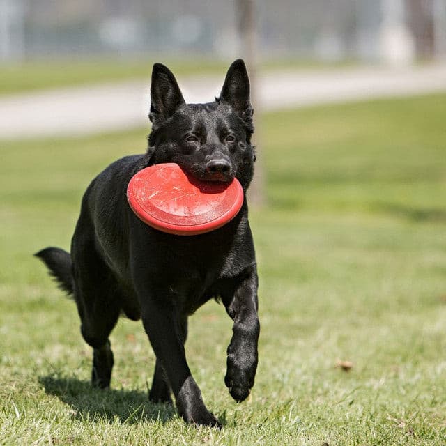 Kong Flyer Frisbee Classic Dog Toy, Black Dog Carrying a Kong dog toy,