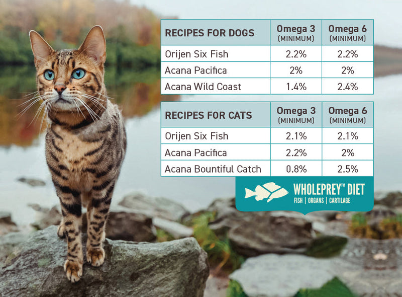 Acana Cat Bountiful Catch protein levels, cat standing on a rock, pet essentials warehouse