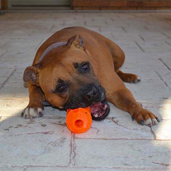 Orange dog toy, Toys for dogs, Pet Essentials Warehouse