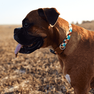 brown boxer wearing a zee.dog collar