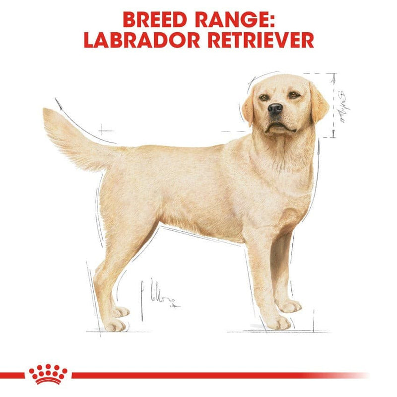 Royal Canin Labrador Retriever Adult, Labrador Retriever
