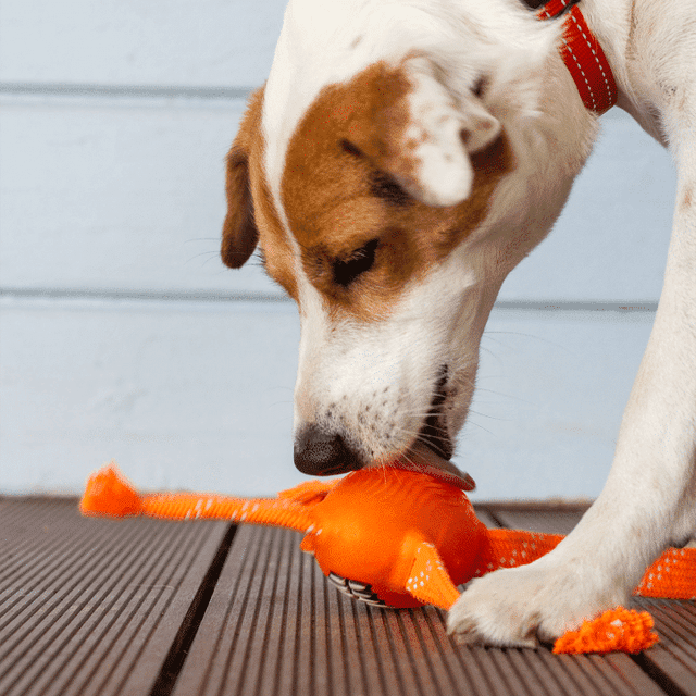 Rogz Flossy Grinz Dog Toy Orange, Orange Flossy Grinz Dog Toys, Pet Essentials Warehouse Napier, Dog Playing with Rogz Flossy dog toy