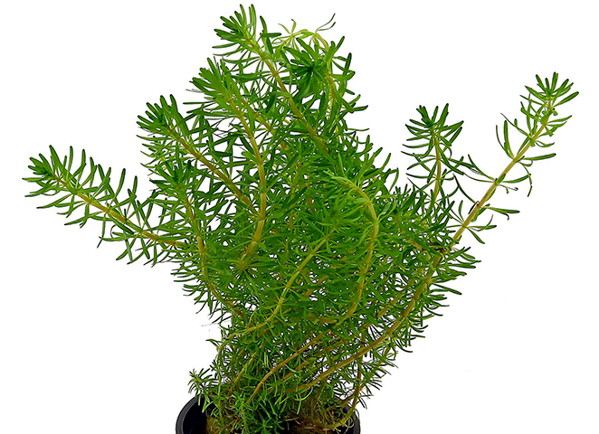 Red Pinetree (Rotala Wallichii) emersed grown, pet essentials warehouse, live aquatic plants nz