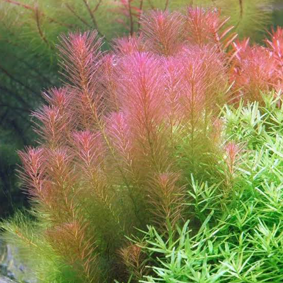 Red Pinetree (Rotala Wallichii) red colour plants in a fish tank, pet essentials warehouse, 