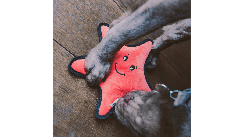 Beco Recycled Rough & Tough Sindy the Starfish Dog Toy, dog playing with Beco Plus starfish dog toy, Pet Essentials Napier