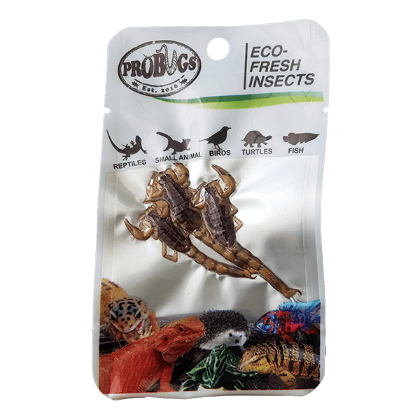 Pro Bugs Scorpion, Pet Essentials Napier, Pet Essentials, Fishly, Hollywood Fish farm, Scorpion in NZ, Scorpion for fish