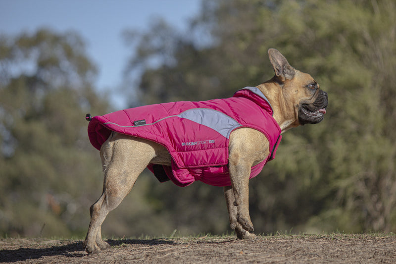 Huskimo Dog Coat Sherpa Raspberry, Pet Essentials Warehouse, Purple Huskimo dog coat on a french bulldog