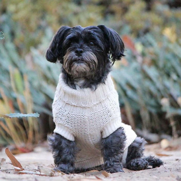 Jumper Huskimo Frenchknit Ivory, black dog wearing huskimo ivory jumper
