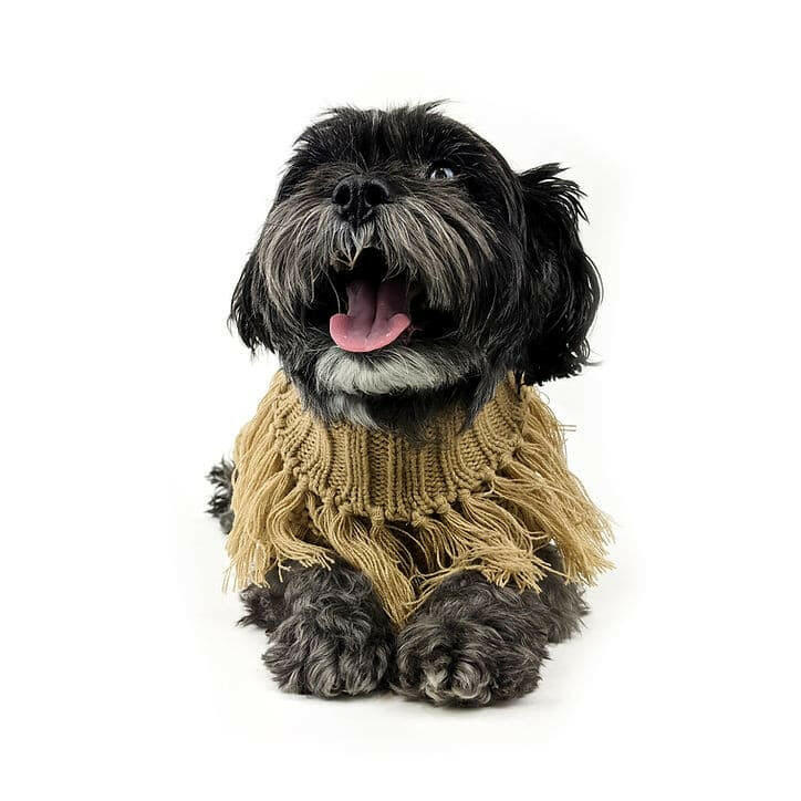 Jumper Huskimo Coachella Caramel dog wearing huskimo jumper